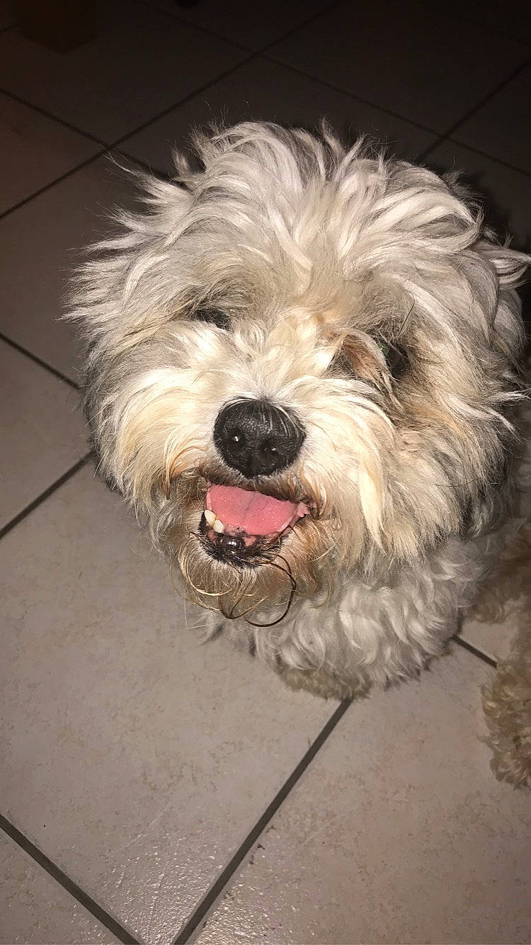 Shouki participe au concours pour gagner de l'argent avec cette photo : canidae, carnivore, catalan_sheepdog, dog, dog_breed, dutch_smoushond, glen_of_imaal_terrier, havanese, irish_soft_coated_wheaten_terrier, kyi_leo, lowchen, mammal, sapsali, schnoodle, small_terrier, snout, sporting_lucas_terrier, terrier, tibetan_terrier, vertebrate