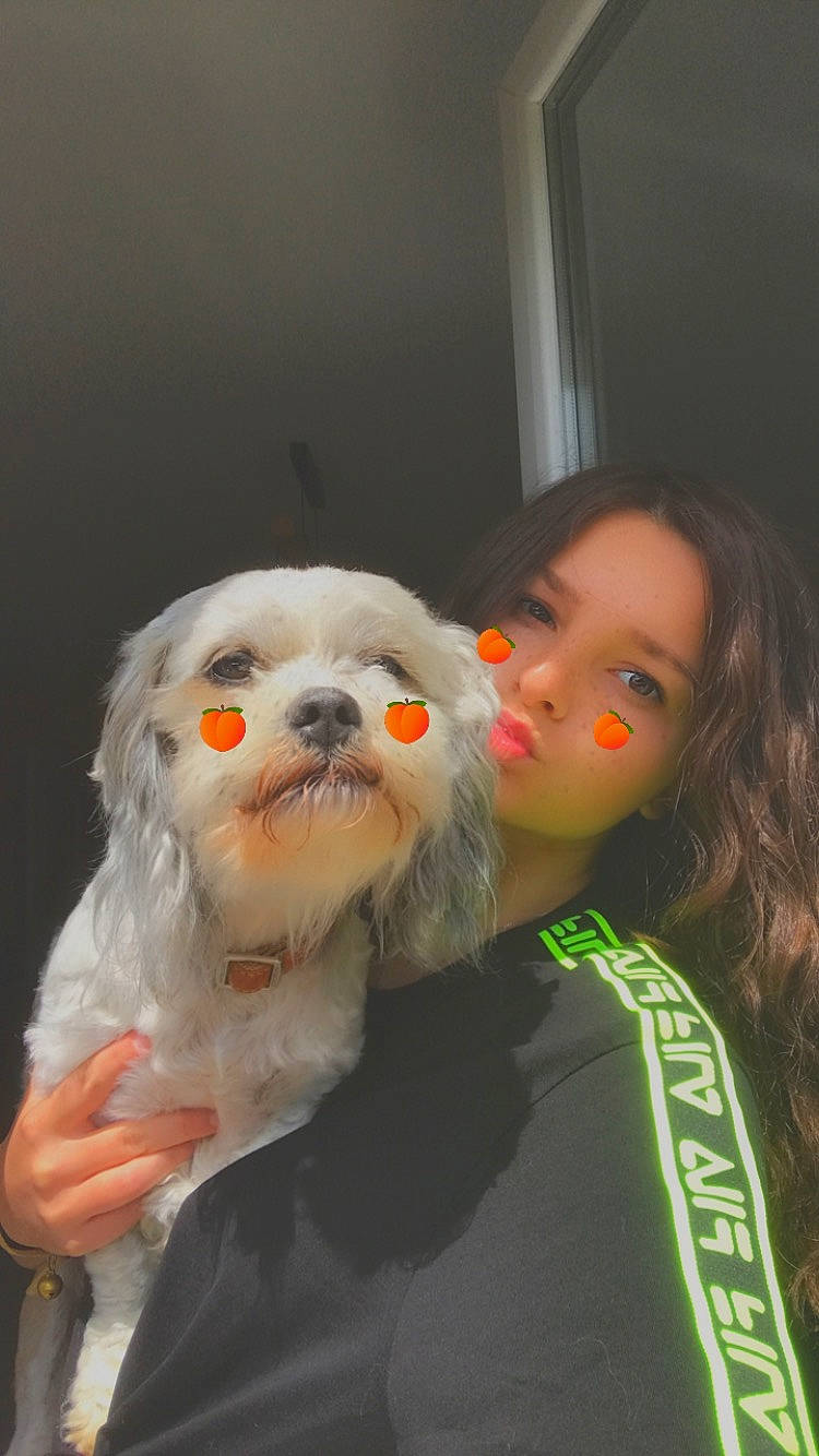 Shouki a rejoint le concours — aidez-le/la à gagner de superbes lots ! bichon, bolognese, bolonka, canidae, carnivore, cavachon, companion_dog, dog, dog_breed, fur, havanese, lhasa_apso, lowchen, maltepoo, maltese, non_sporting_group, nose, poodle_crossbreed, shih_tzu, toy_dog