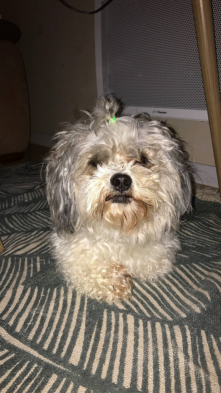 Shouki participe au concours pour gagner de l'argent avec cette photo : bolognese, bolonka, canidae, carnivore, dog, dog_breed, glen_of_imaal_terrier, havanese, kyi_leo, lowchen, maltepoo, maltese, mammal, morkie, schnoodle, small_terrier, snout, terrier, toy_dog, vertebrate