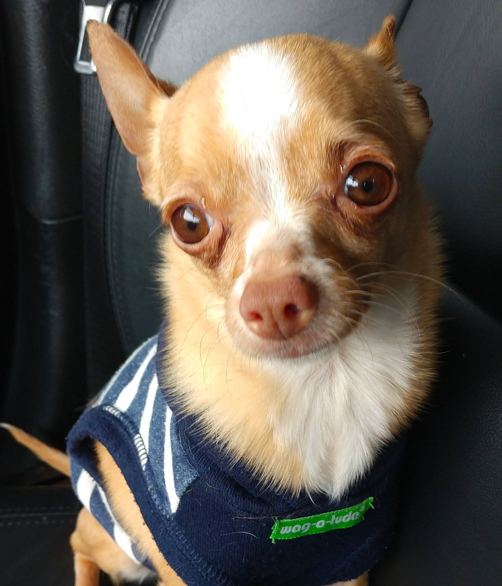 Tucker is registered to the contest to win money with this photo: canidae, carnivore, chihuahua, companion_dog, corgi_chihuahua, dog, dog_breed, dog_clothes, dog_supply, ear, fawn, fur, liver, russkiy_toy, snout, sporting_group, terrestrial_animal, toy_dog, whiskers, working_animal