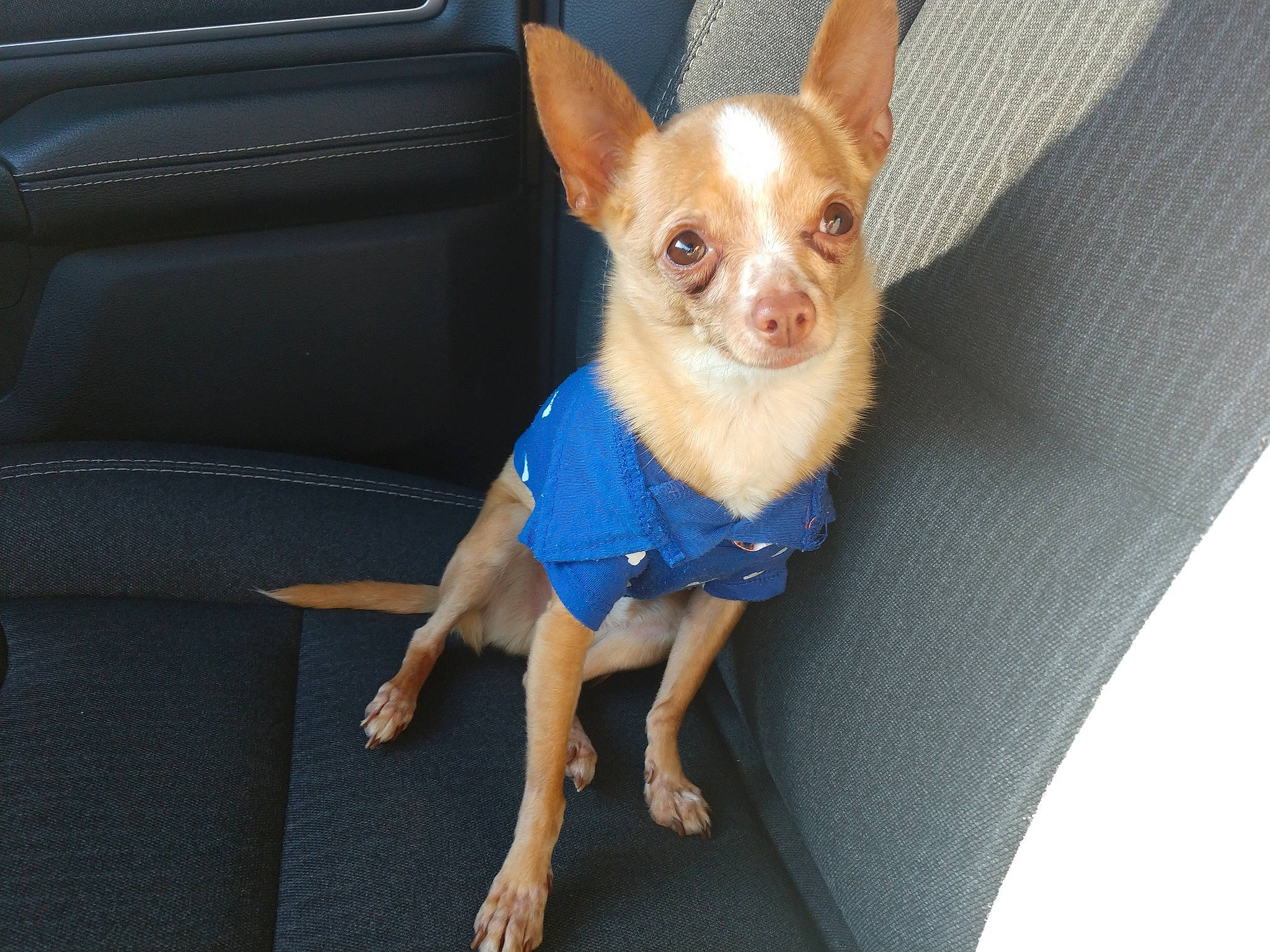 Tucker is registered to the contest to win money with this photo: canidae, carnivore, chihuahua, companion_dog, dog, dog_breed, dog_clothes, dog_supply, door, electric_blue, fawn, fur, sleeveless_shirt, snout, sporting_group, terrestrial_animal, toy_dog, vehicle_door, whiskers, working_animal