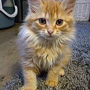 Cooki participe au concours pour gagner de l'argent avec cette photo : kitten, cat, orange_cat, fluffy, pet, indoor, carpet, rug, curious, animal, cute, feline, whiskers, ears, eyes, paws, home, basket, litter_box, floor