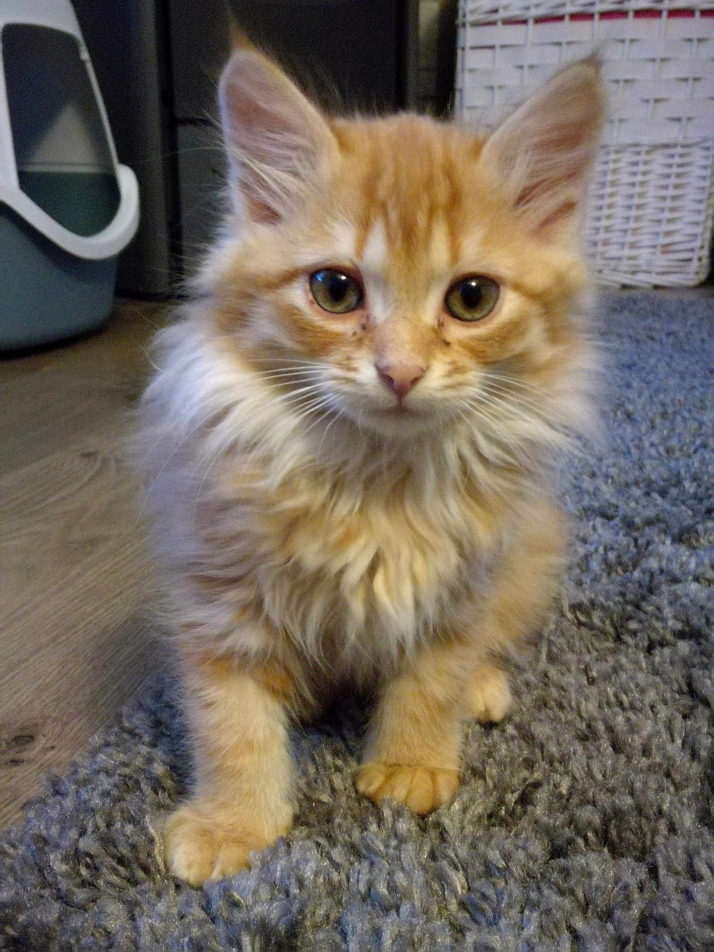 Cooki participe au concours pour gagner de l'argent avec cette photo : kitten, cat, orange_cat, fluffy, pet, indoor, carpet, rug, curious, animal, cute, feline, whiskers, ears, eyes, paws, home, basket, litter_box, floor