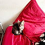 Pacha participe au concours pour gagner de l'argent avec cette photo : kitten, cat, bed, red_bedspread, red_pillow, blanket, black_and_white, polka_dots, book, tapestry, palm_trees, wall, indoor, furniture, cozy, pet, animal, fur, cute, small