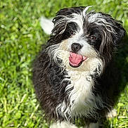 Oreo is registered to the contest to win money with this photo: dog, black_and_white, curly_fur, smiling, outdoor, grass, pet, happy, animal, sunlight, cute, playful, fur, mammal, nature, canine, friendly, young_dog, portrait, domestic_animal