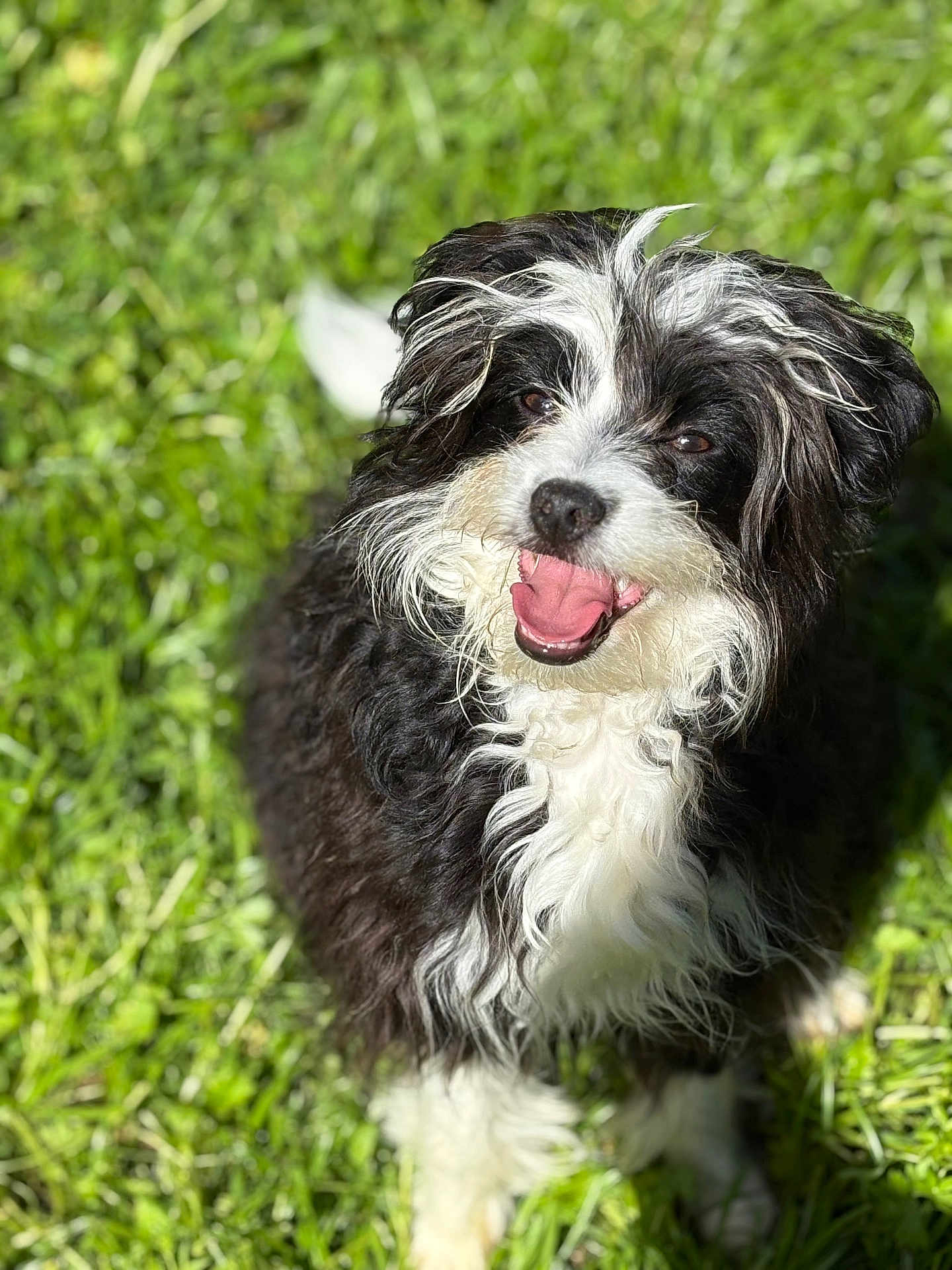 Oreo
