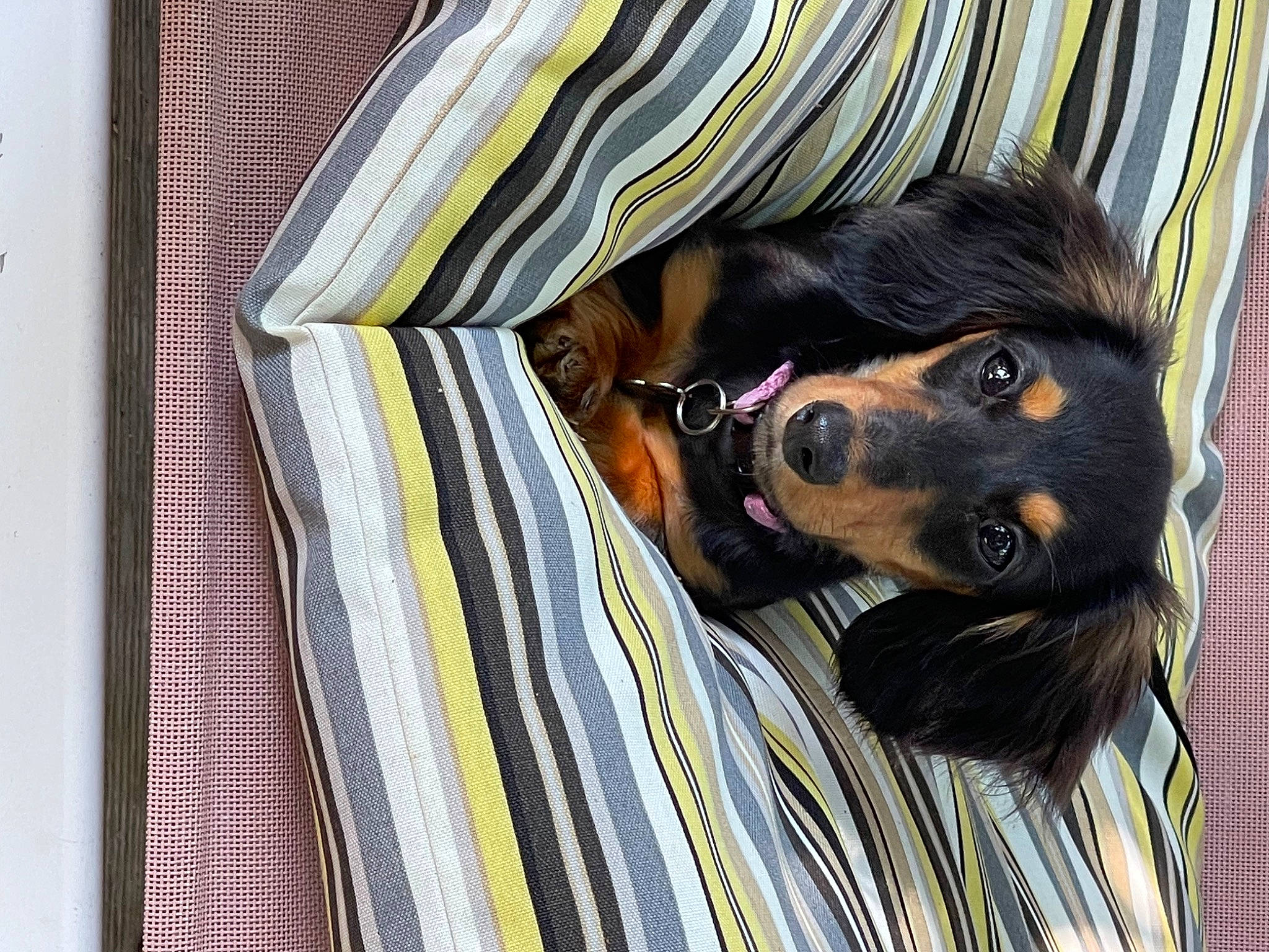 Lucy Lou is registered to the contest to win money with this photo: canidae, carnivore, comfort, companion_dog, dog, dog_breed, dog_supply, fawn, fur, guard_dog, linens, liver, pattern, pet_supply, plaid, snout, sporting_group, tartan, whiskers, working_animal