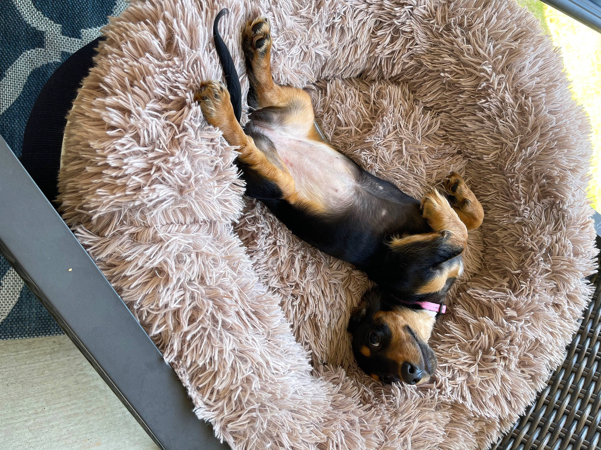 Lucy Lou is registered to the contest to win money with this photo: canidae, carnivore, claw, dog, dog_breed, fawn, fur, hide, liver, mammal, natural_material, snout, sporting_group, tail, terrestrial_animal, vertebrate, whiskers, wildlife, wood, working_animal