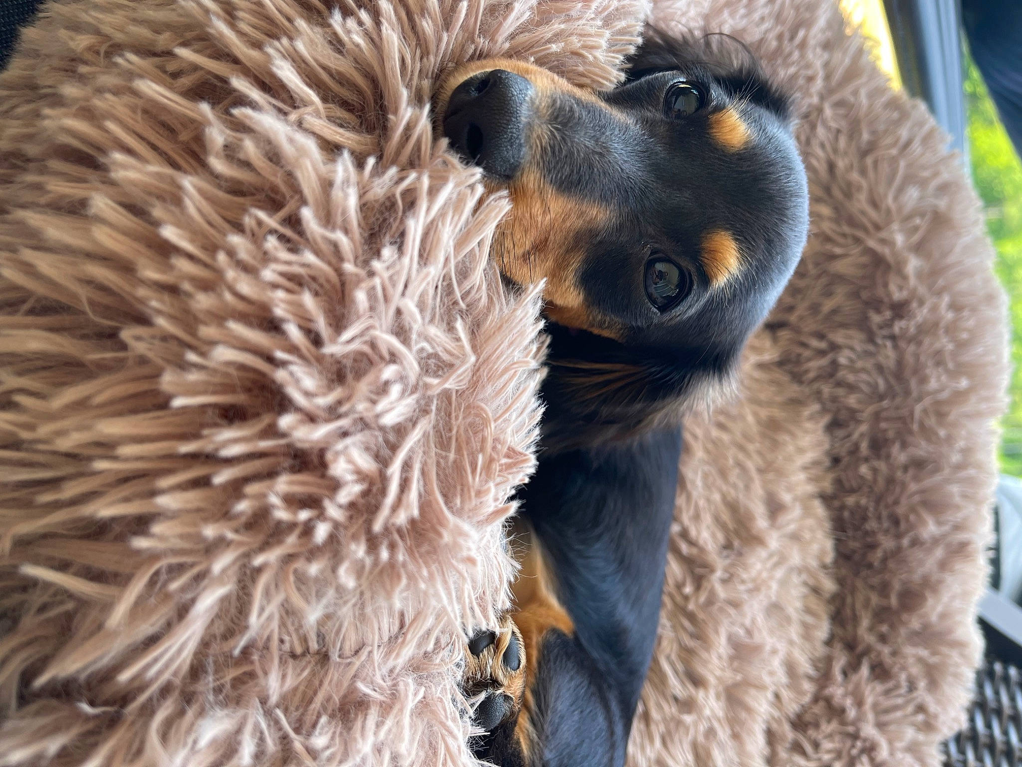 Lucy Lou is registered to the contest to win money with this photo: art, bear, carnivore, close_up, dog_breed, fawn, fur, natural_material, plant, snout, terrestrial_animal, whiskers, wildlife