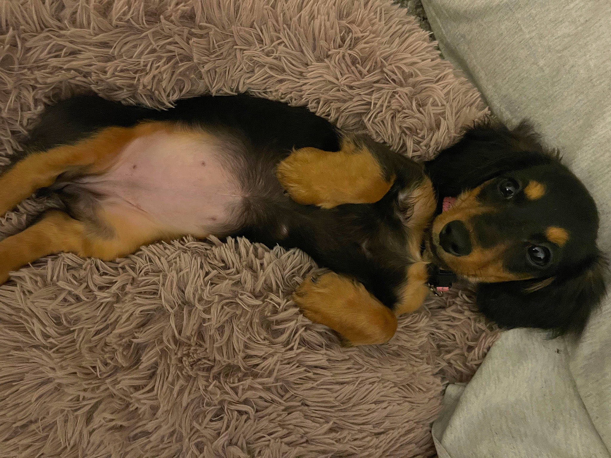 Lucy Lou joined the competition — help win amazing prizes! canidae, carnivore, comfort, companion_dog, dog, dog_breed, fawn, fur, guard_dog, liver, nap, non_sporting_group, paw, puppy, sleep, snout, sporting_group, tail, toy_dog, working_animal