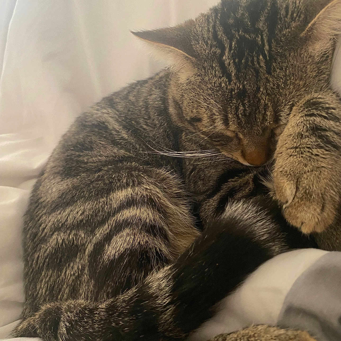 Thor a rejoint le concours — aidez-le/la à gagner de superbes lots ! animal, blanket, cat, close_up, cozy, curled_up, cute, domestic_animal, feline, fur, indoor, paw, pet, relaxation, resting, sleeping, soft, tabby, tail, whiskers