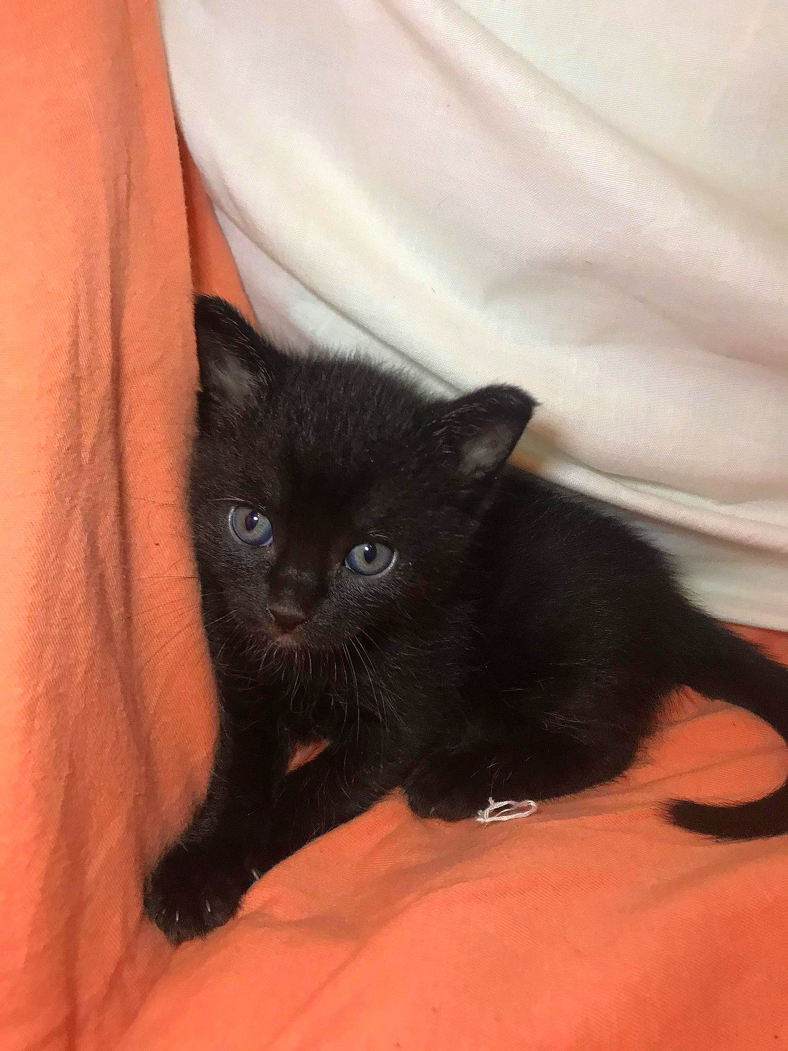 Kuro a rejoint le concours — aidez-le/la à gagner de superbes lots ! asian, black, black_cat, bombay, burmese, carnivore, cat, domestic_short_haired_cat, eye, felidae, kitten, korat, mammal, small_to_medium_sized_cats, snout, vertebrate, whiskers