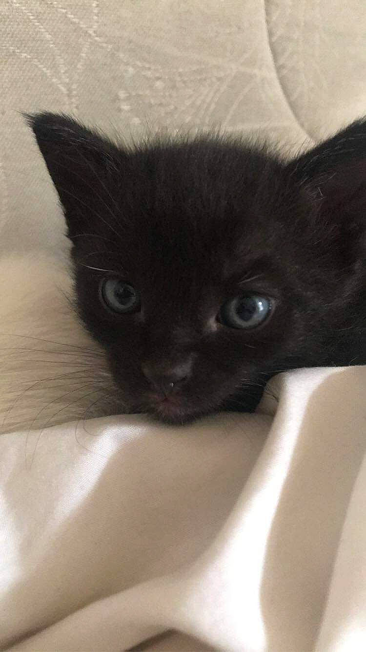 Kuro a rejoint le concours — aidez-le/la à gagner de superbes lots ! asian, black_cat, bombay, burmese, carnivore, cat, domestic_short_haired_cat, ear, felidae, javanese, kitten, mammal, small_to_medium_sized_cats, snout, tonkinese, vertebrate, whiskers