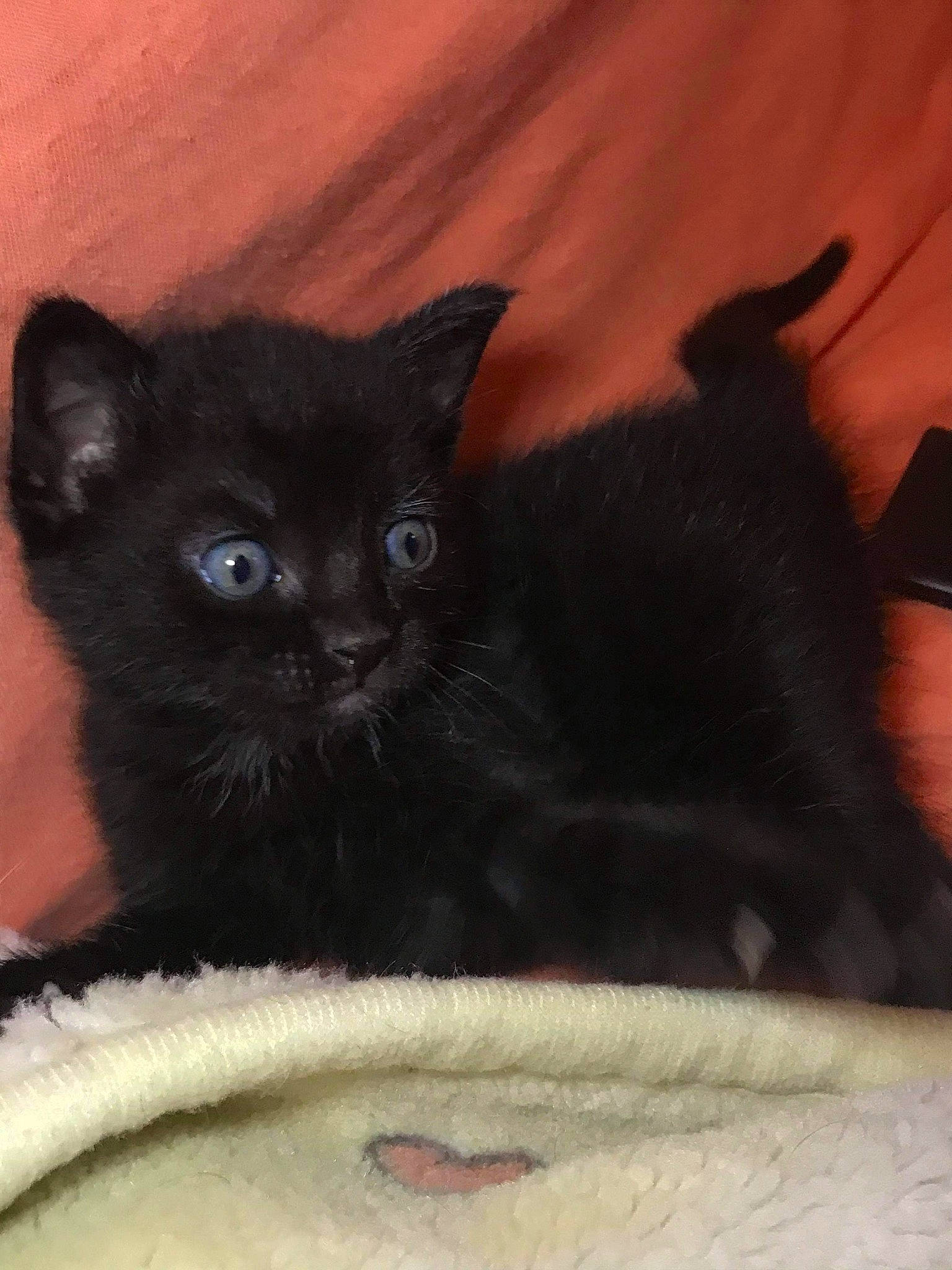 Kuro a rejoint le concours — aidez-le/la à gagner de superbes lots ! asian, black, black_cat, bombay, burmese, carnivore, cat, domestic_short_haired_cat, eye, fawn, felidae, german_rex, kitten, mammal, polydactyl_cat, small_to_medium_sized_cats, snout, vertebrate, whiskers