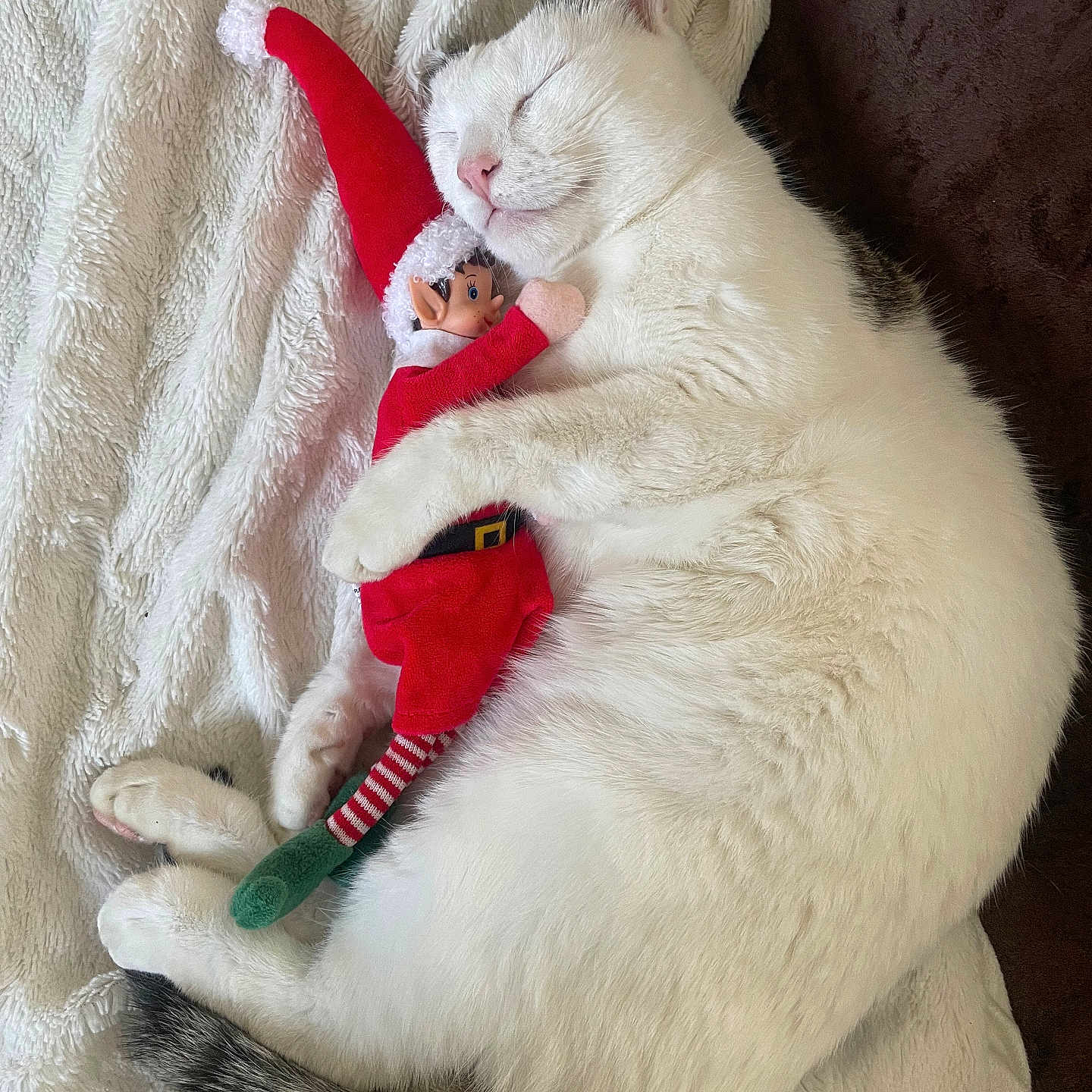 Mimi participe au concours pour gagner de l'argent avec cette photo : animal, blanket, cat, christmas, cozy, cute, cute_pet, elf_doll, furry, gray_markings, holiday, indoor, pet, relaxing, resting, sleeping, soft, stuffed_toy, toy, white_cat