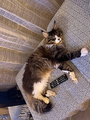 Olly participe au concours pour gagner de l'argent avec cette photo : carnivore, cat, claw, domestic_short_haired_cat, felidae, fur, kitten, paw, pet_supply, small_to_medium_sized_cats, tabby_cat, tail, vertebrate, whiskers