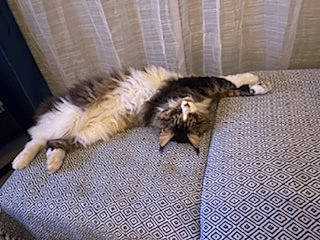 Olly participe au concours pour gagner de l'argent avec cette photo : carnivore, carpet, cat, comfort, domestic_short_haired_cat, felidae, fur, home_accessories, linens, paw, small_to_medium_sized_cats, tail, terrestrial_animal, whiskers