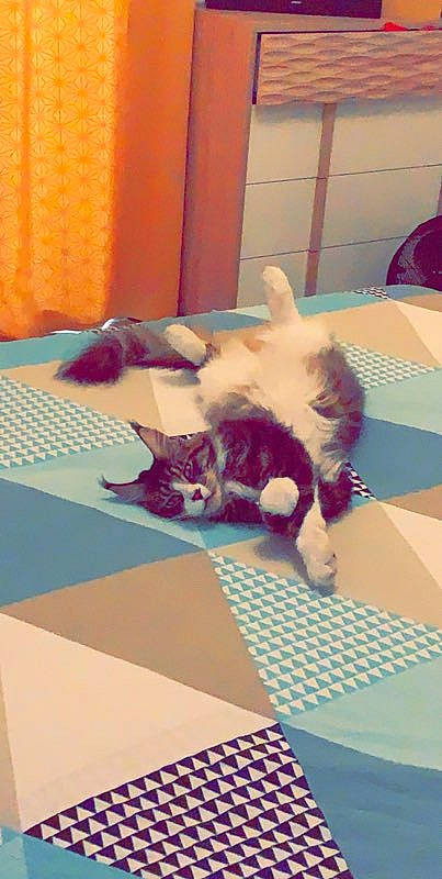 Olly participe au concours pour gagner de l'argent avec cette photo : box, carnivore, cat, curtain, felidae, floor, flooring, fur, home_accessories, interior_design, kitten, linens, mat, room, small_to_medium_sized_cats, square, tail, textile, tile, whiskers