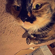 December is registered to the contest to win money with this photo: cat, tortoiseshell, close_up, indoor, pet, animal, feline, texture, wall, box, water_bottle, brown, black, orange, whiskers, fur, shadow, domestic, resting, curious