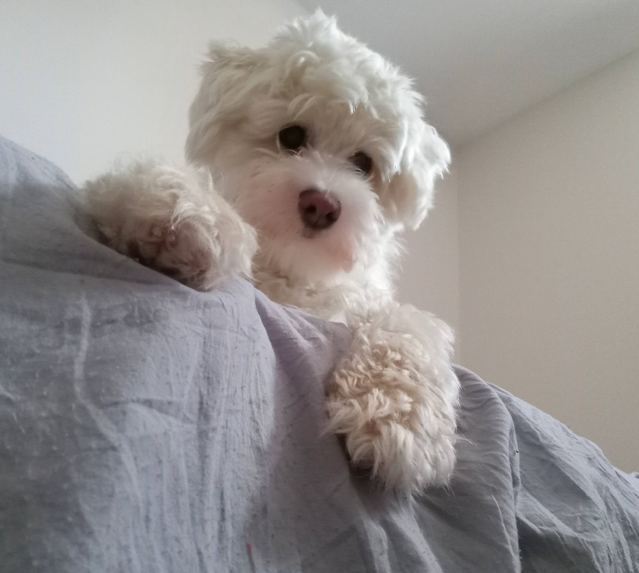 Ollie joined the competition — help win amazing prizes! canidae, carnivore, collar, comfort, companion_dog, dog, dog_breed, dog_supply, eye, fur, head, maltepoo, poodle, snout, sporting_group, sunglasses, terrier, toy, toy_dog, working_animal