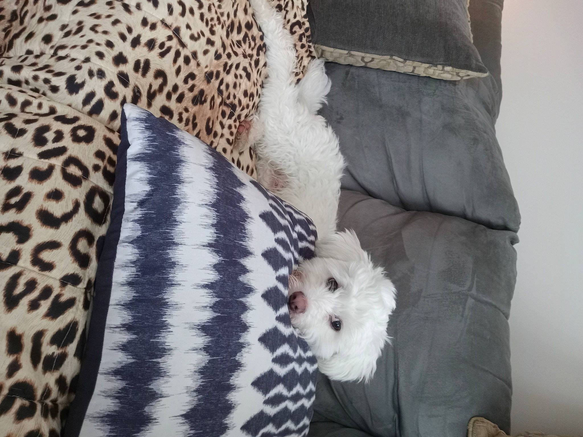 Ollie joined the competition — help win amazing prizes! black, comfort, companion_dog, couch, fashion_accessory, feather, felidae, fur, grey, linens, outerwear, pattern, room, sleeve, snout, tail, terrestrial_animal, textile, toy, white