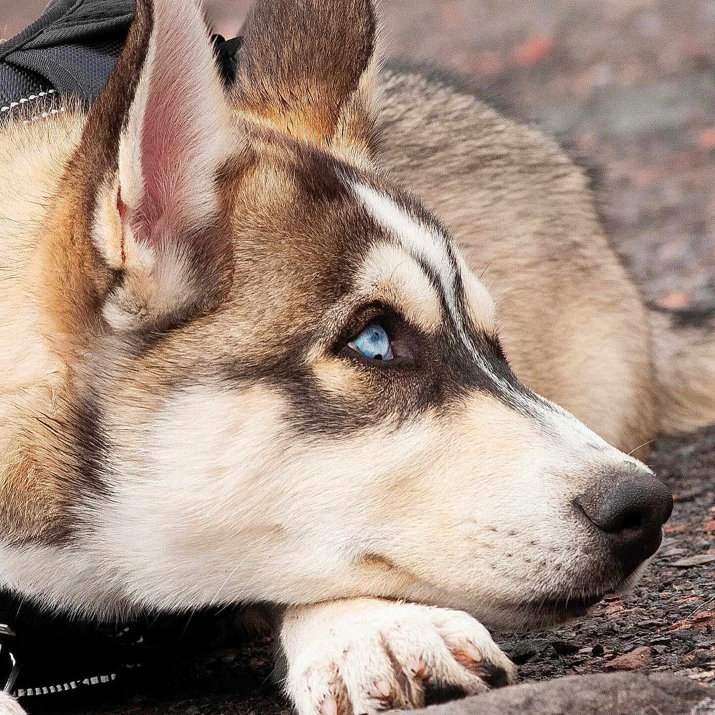 Floky a rejoint le concours — aidez-le/la à gagner de superbes lots ! animal, canine, dog, eskimodog, fox, germanshepherd, hound, husky, kitfox, outdoors, person, pet, pig, policedog, puppy, redwolf, rock, snout, whitedog, wolf