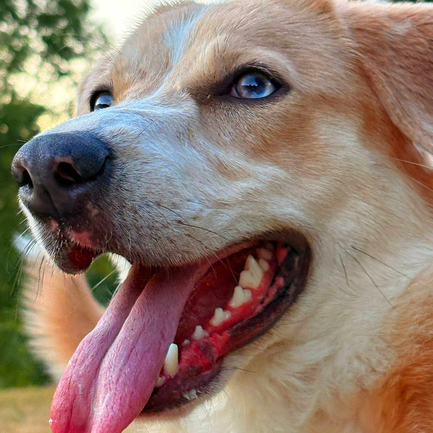 Sanka a rejoint le concours — aidez-le/la à gagner de superbes lots ! dog, close_up, tongue_out, blue_eyes, panting, fur, snout, outdoor, nature, happy, pet, canine, animal, grass, summer, portrait, muzzle, ears, daylight, background_blur