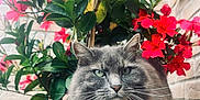 Laya a rejoint le concours — aidez-le/la à gagner de superbes lots ! animal, brick_wall, cat, closeup, feline, flower, fluffy, garden, gray_cat, green_leaves, nature, outdoor, peaceful, pet, plant, planter_box, portrait, red_flower, whiskers, woven_planter