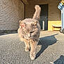 Laya participe au concours pour gagner de l'argent avec cette photo : animal, asphalt, brick_wall, cat, closeup, confident, daylight, domestic_cat, door, feline, gray_cat, outdoor, pet, shadow, street, sunlight, tail_up, trash_bin, walking, whiskers