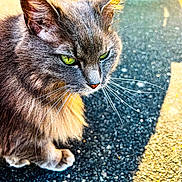 Laya a rejoint le concours — aidez-le/la à gagner de superbes lots ! cat, gray_cat, green_eyes, whiskers, fur, outdoor, sunlight, asphalt, close_up, pet, animal, mammal, feline, portrait, sitting, shadow, texture, nature, daylight, cute