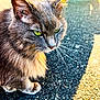 cat, gray_cat, green_eyes, whiskers, fur, outdoor, sunlight, asphalt, close_up, pet, animal, mammal, feline, portrait, sitting, shadow, texture, nature, daylight, cute