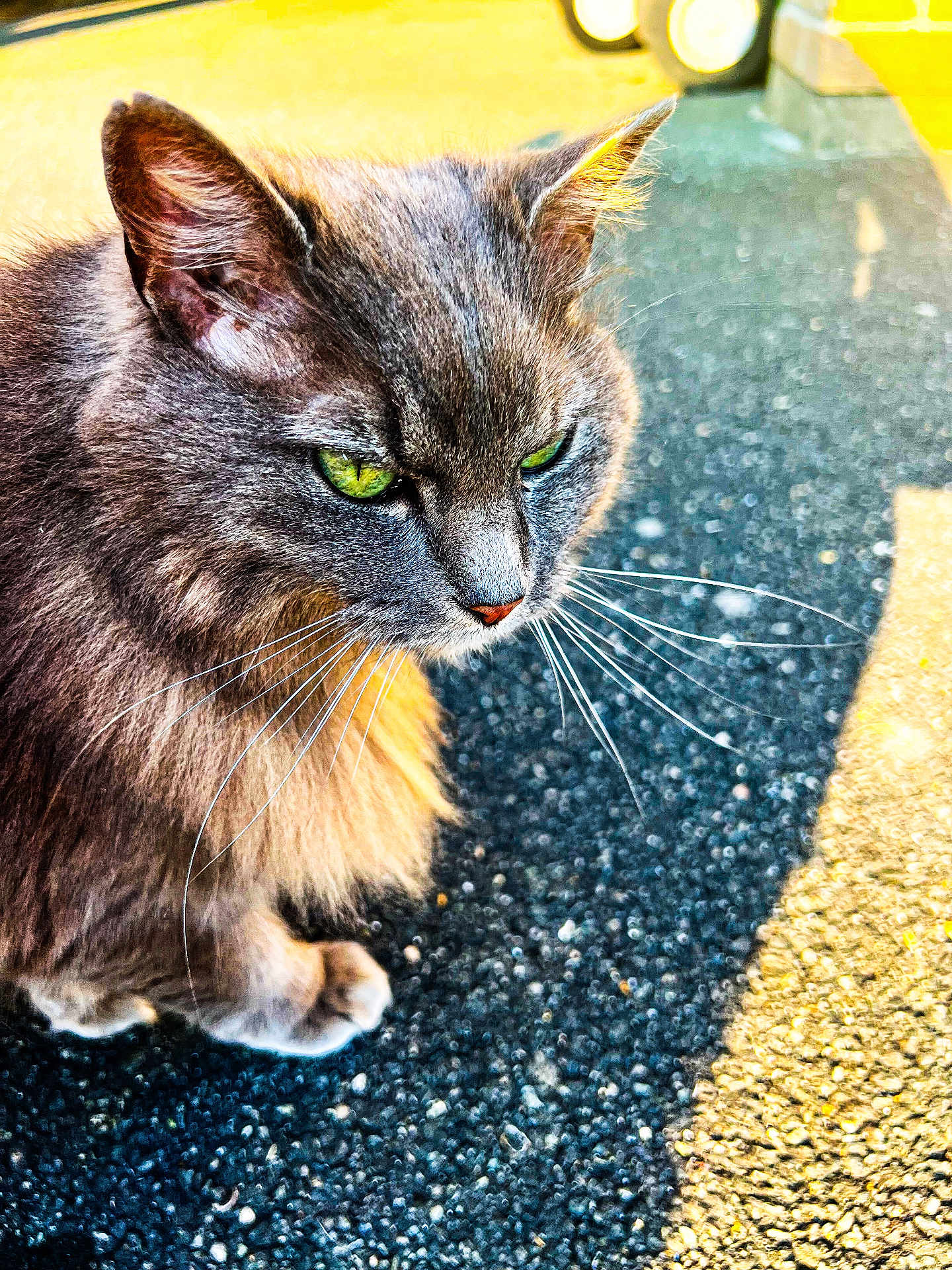 Laya a rejoint le concours — aidez-le/la à gagner de superbes lots ! cat, gray_cat, green_eyes, whiskers, fur, outdoor, sunlight, asphalt, close_up, pet, animal, mammal, feline, portrait, sitting, shadow, texture, nature, daylight, cute