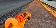 Izzy participe au concours pour gagner de l'argent avec cette photo : animal, beach, canine, dog, fur, landscape, leash, nature, outdoor, path, pier, red_harness, river, scenic, sky, sunlight, sunset, travel, walking, water
