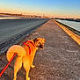 animal, beach, canine, dog, fur, landscape, leash, nature, outdoor, path, pier, red_harness, river, scenic, sky, sunlight, sunset, travel, walking, water