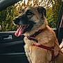Izzy participe au concours pour gagner de l'argent avec cette photo : dog, canine, pet, car, vehicle, seat, harness, tongue_out, happy, fur, window, greenery, nature, side_view, domestic_animal, mammal, inside, transportation, companion, portrait