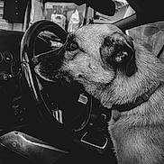 Izzy participe au concours pour gagner de l'argent avec cette photo : dog, car, steering_wheel, black_and_white, pet, animal, interior, seat, collar, dashboard, side_profile, vehicle, looking, closeup, mammal, fur, portrait, domestic_animal, companion, waiting