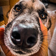 Izzy a rejoint le concours — aidez-le/la à gagner de superbes lots ! dog, close_up, nose, pet, animal, hand, brown_eyes, indoor, whiskers, fur, snout, domestic_animal, mammal, canine, portrait, cute, friendly, face, expression, human_hand