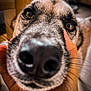 dog, close_up, nose, pet, animal, hand, brown_eyes, indoor, whiskers, fur, snout, domestic_animal, mammal, canine, portrait, cute, friendly, face, expression, human_hand