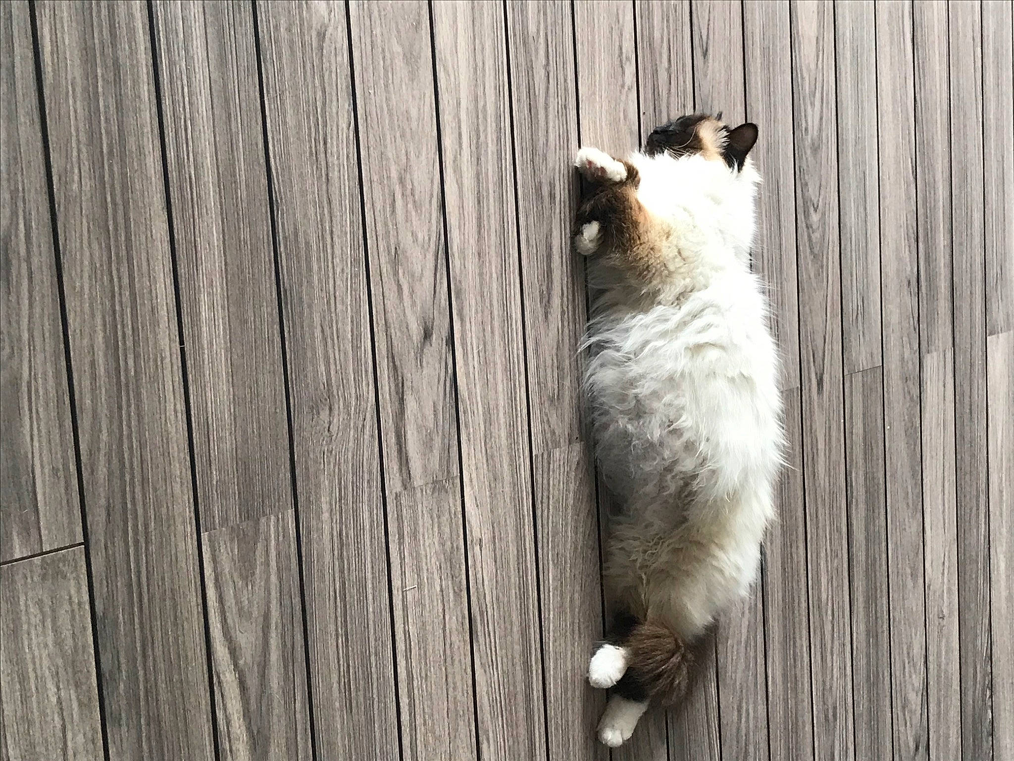 Papaye participe au concours pour gagner de l'argent avec cette photo : carnivore, companion_dog, dog_breed, fawn, felidae, flooring, fur, grey, hardwood, monochrome, monochrome_photography, plank, small_to_medium_sized_cats, snout, sporting_group, tail, terrestrial_animal, whiskers, wood, wood_stain