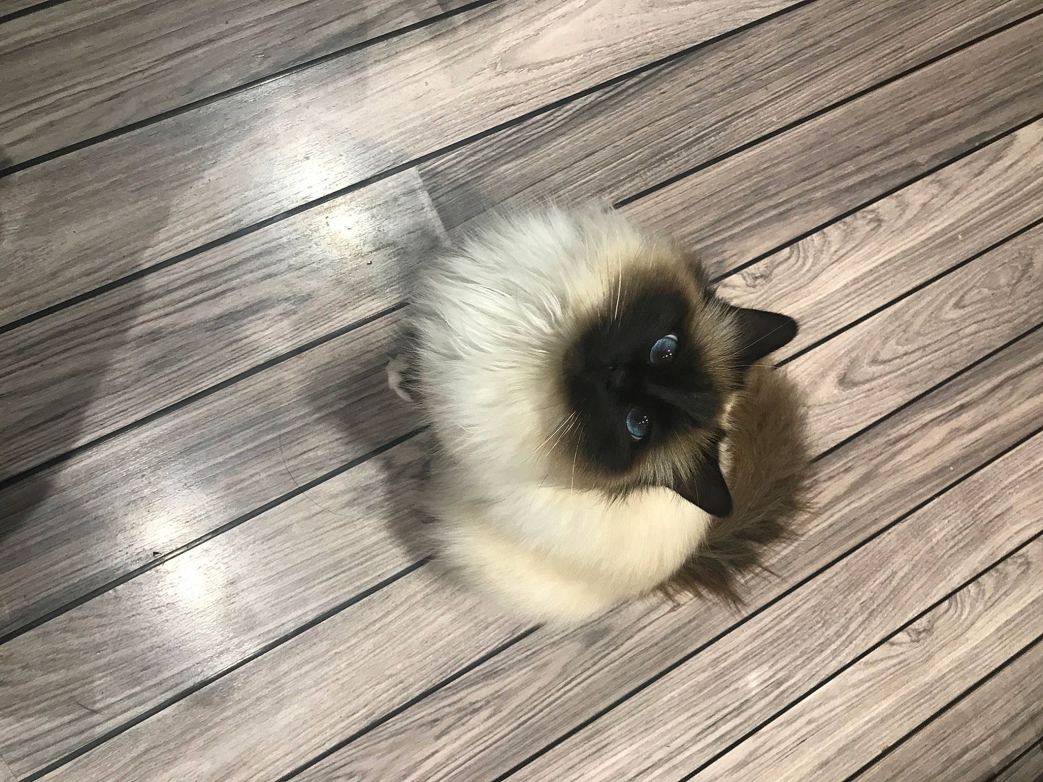 Papaye a rejoint le concours — aidez-le/la à gagner de superbes lots ! balinese, carnivore, cat, fawn, felidae, flooring, fur, hardwood, laminate_flooring, plank, plywood, siamese, small_to_medium_sized_cats, snout, tail, varnish, whiskers, wood, wood_flooring, wood_stain