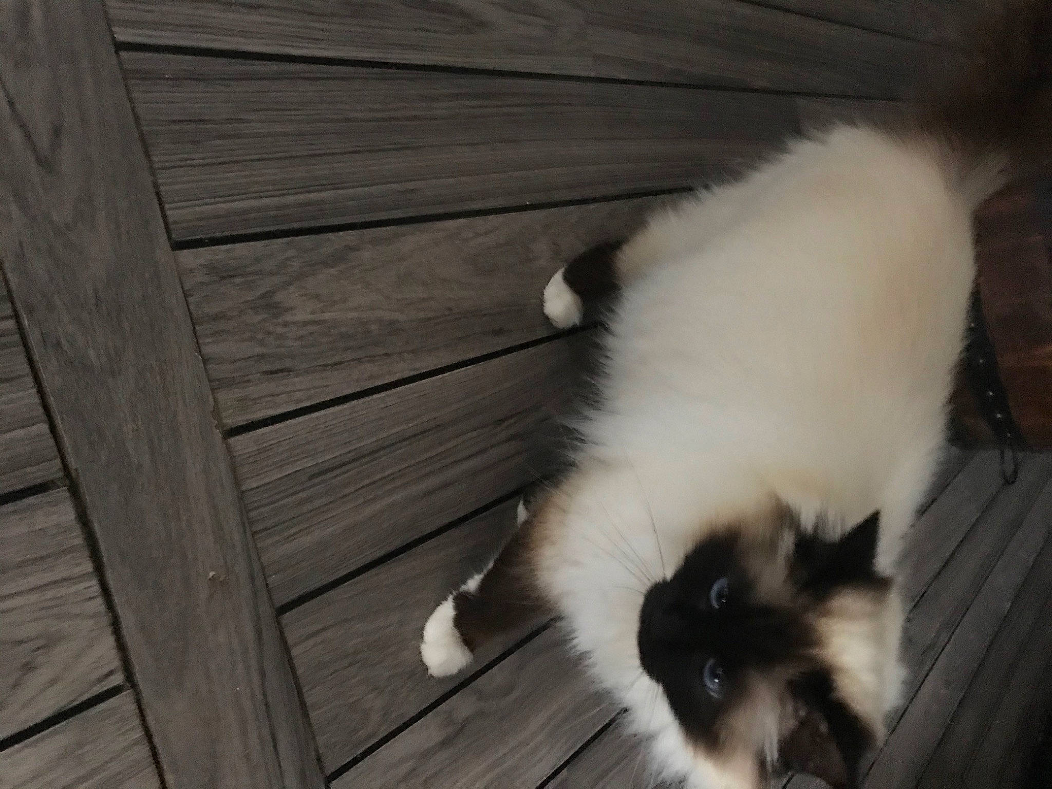 Papaye a rejoint le concours — aidez-le/la à gagner de superbes lots ! canidae, carnivore, cat, companion_dog, dog_breed, fawn, felidae, flooring, fur, hardwood, natural_material, non_sporting_group, plank, small_to_medium_sized_cats, sporting_group, tail, tints_and_shades, toy_dog, whiskers, wood