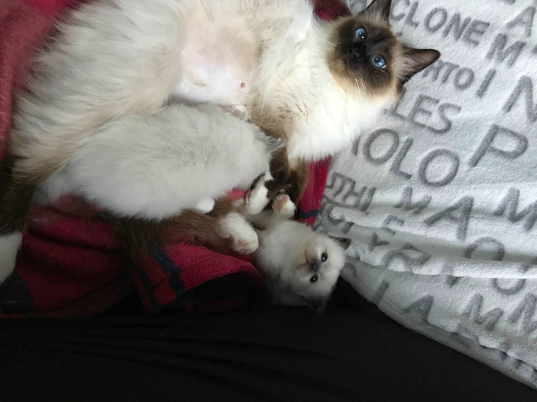 Papaye a rejoint le concours — aidez-le/la à gagner de superbes lots ! balinese, birman, canidae, carnivore, cat, claw, comfort, companion_dog, dog_breed, fawn, felidae, font, fur, paw, photo_caption, siamese, small_to_medium_sized_cats, tail, thai, whiskers