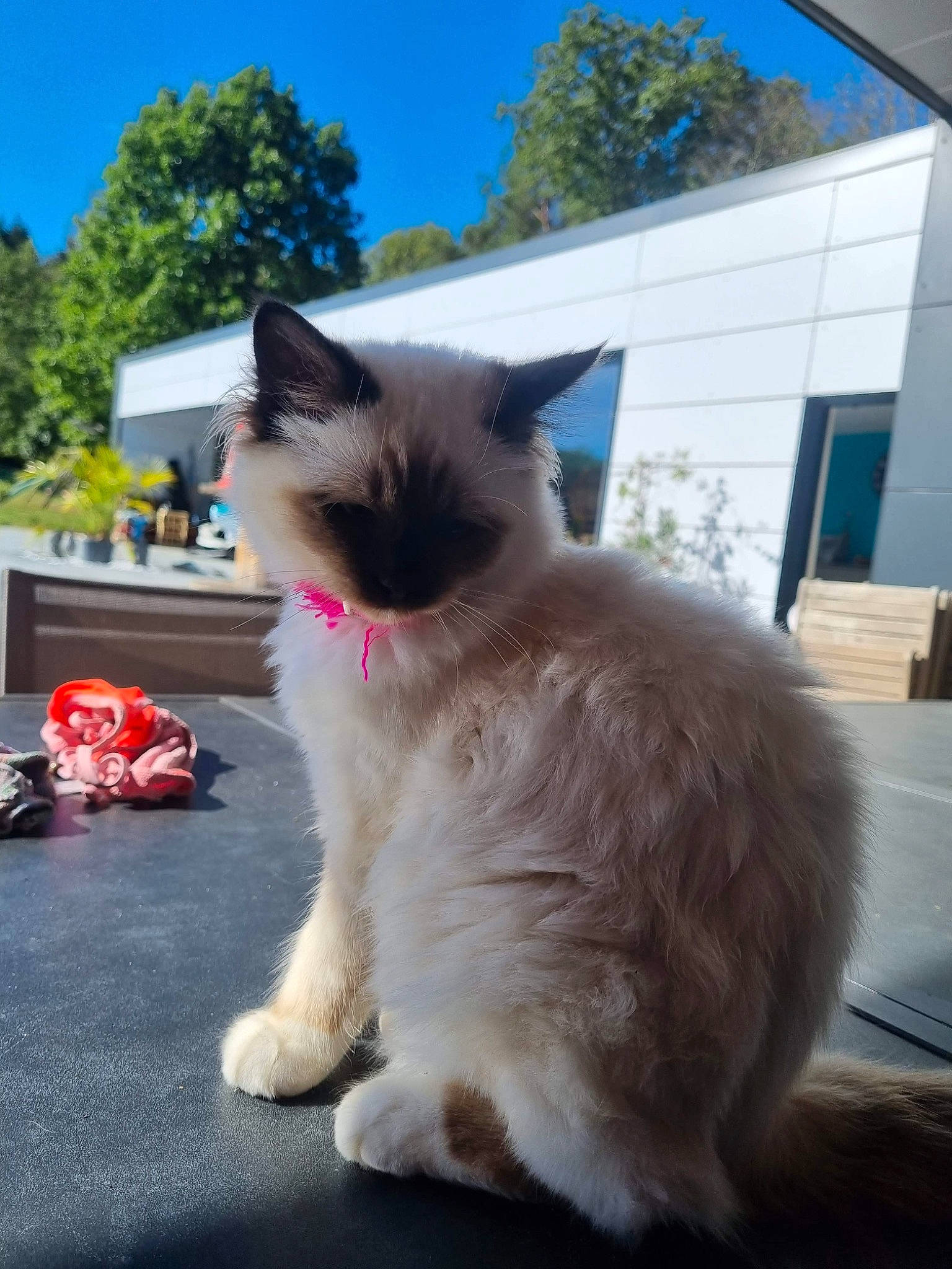 Tinéa participe au concours pour gagner de l'argent avec cette photo : balinese, birman, blue, carnivore, cat, companion_dog, fawn, felidae, fur, paw, ragdoll, siamese, sky, small_to_medium_sized_cats, snout, tail, thai, tree, whiskers, window