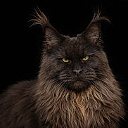 Ankara participe au concours pour gagner de l'argent avec cette photo : animal, animal_portrait, black_background, cat, close_up, domestic_cat, ears, feline, fluffy, fur, long_hair, looking_at_camera, maine_coon, majestic, mysterious, pet, portrait, regal, whiskers, yellow_eyes