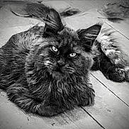 Ankara participe au concours pour gagner de l'argent avec cette photo : cat, fluffy, wooden_floor, black_and_white, portrait, animal, pet, feline, whiskers, ears, eyes, fur, relaxed, indoor, laying_down, muzzle, tail, close_up, vintage_style, texture