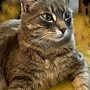 Guizmo participe au concours pour gagner de l'argent avec cette photo : alert, animal, blanket, cat, closeup, cozy, cute, domestic_cat, ears, eyes, feline, fur, gray_tabby, indoor, laying, mustard_yellow, pet, portrait, relaxed, whiskers