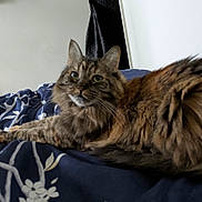 Mojo is registered to the contest to win money with this photo: cat, tabby, fluffy, bed, bedding, blanket, indoor, pet, animal, fur, striped, relaxed, looking, curious, domestic, feline, resting, home, cozy, comfortable