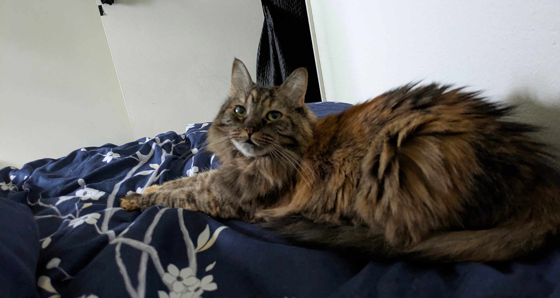 Mojo is registered to the contest to win money with this photo: cat, tabby, fluffy, bed, bedding, blanket, indoor, pet, animal, fur, striped, relaxed, looking, curious, domestic, feline, resting, home, cozy, comfortable