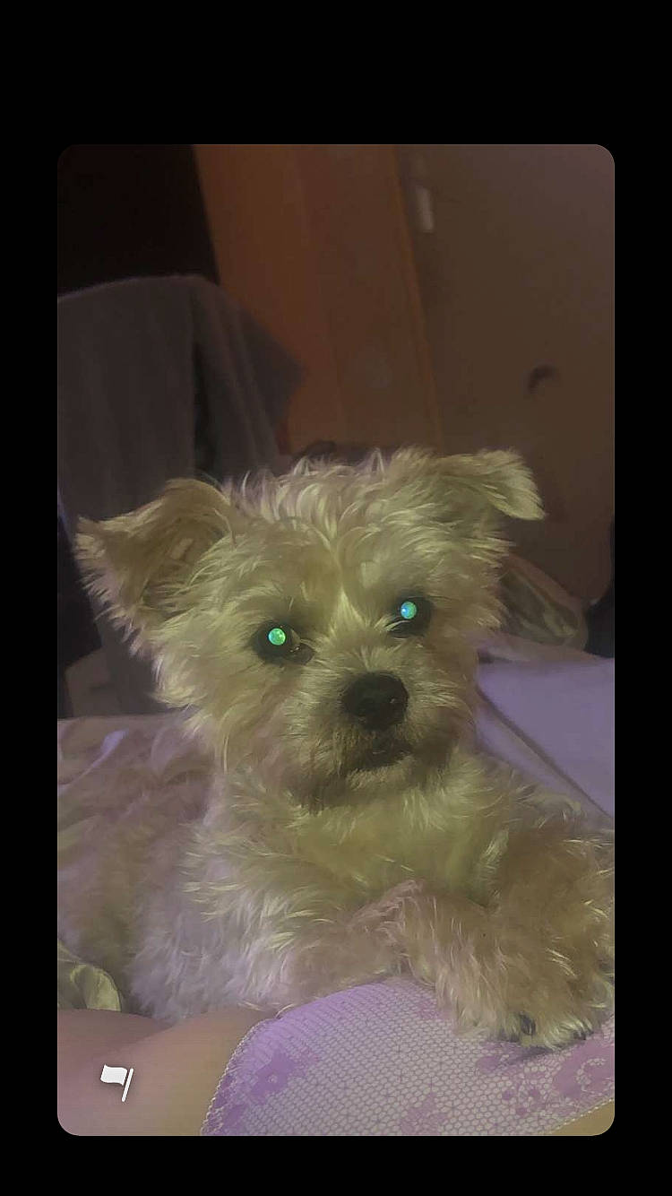 Gismo a rejoint le concours — aidez-le/la à gagner de superbes lots ! cairn_terrier, canidae, carnivore, companion_dog, dog, dog_breed, ear, glen_of_imaal_terrier, mammal, morkie, puppy, rare_breed_dog, schnoodle, small_terrier, snout, terrier, toy_dog, vertebrate, west_highland_white_terrier, yorkshire_terrier