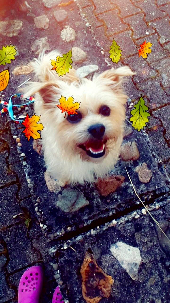 Gismo participe au concours pour gagner de l'argent avec cette photo : bichon, canidae, carnivore, cavachon, chinese_imperial_dog, companion_dog, dog, dog_breed, havanese, lhasa_apso, maltese, morkie, non_sporting_group, pomeranian, puppy, schnoodle, shih_tzu, terrier, toy_dog, west_highland_white_terrier